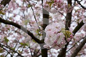 Detailed view of delicate light pink cherry blossom, photographed in Regent`s Park, London