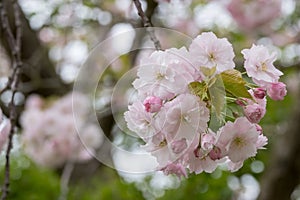 Detailed view of delicate light pink cherry blossom, photographed in Regent`s Park, London