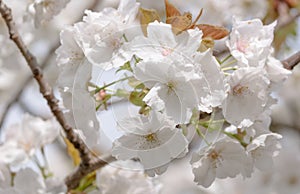 Detailed view of delicate pale pink cherry blossom, photographed in Regent`s Park, London