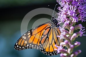 Mature Monarch butterfly Danaus plexippus feeding on a Liatris Liatris spicata flower photo