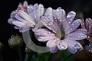 close-up of delicate pastel flowers with dew drops on their petals