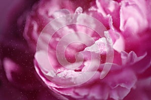 Close-up of delicate pink flower petals of peony with water drops, sensuality and femininity concept