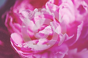 Close-up of delicate pink flower petals of peony with water drops, sensuality and femininity concept, spring flowers