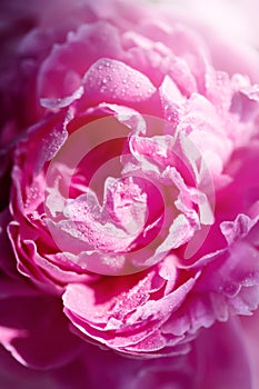 Close-up of delicate pink flower petals of peony with water drops, sensuality and femininity concept, spring flowers