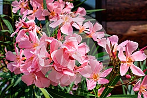 Close up of delicate pink flowers of Nerium oleander and green leaves in a exotic garden in a sunny summer day, beautiful outdoor