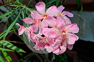 Close up of delicate pink flowers of Nerium oleander and green leaves in a exotic garden in a sunny summer day, beautiful outdoor