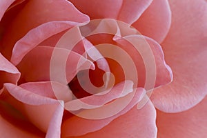 Close up delicate pink rose