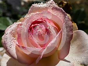 Close up of delicate pink rose with dew drops on petals early in the morning in bright sunlight. Detailed, round water droplets on