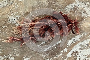 Close up of delicate, pink seaweed on white, sandy beach, south Africa