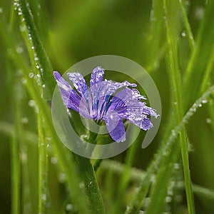 Close-Up of a Delicate Purple Crocus Flower with Dewdrops