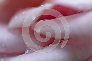 Close-up delicate rose petals as nature background