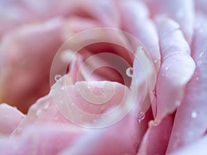 Close-up delicate rose petals as nature background