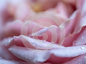 Close-up delicate rose petals as nature background