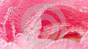 Close-up of delicate rose petals with bubbles. Stock footage. Pink rose petals under water with bubbles. Lots of bubbles