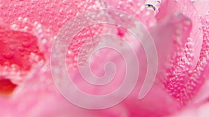 Close-up of delicate rose petals with bubbles. Stock footage. Pink rose petals under water with bubbles. Lots of bubbles