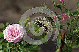 Close-up of a delicate rose and swallowtail butterfly on small phlox flowers. Sunny day. Beautiful yellow butterfly in