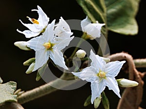 Close-up of delicate Solanum torvum adorning a branch of a bush