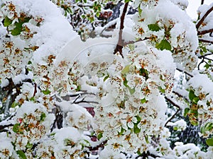 CLOSE UP: Delicate white cherry tree blossoms are covered by heavy icy snow.