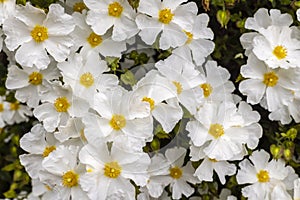 Close-up of delicate white flowers of Cistus or Rock Rose. photo