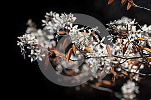 Close up of the delicate white flowers of the Rock Pear growing against a dark background. The young