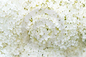 Close-up of delicate white snowball hydrangea blossoms