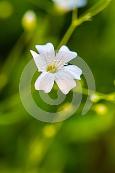 Close-up of delicate white wildflower buds and flowers