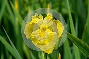 Close up of a delicate wild yellow iris flower in full bloom, in a garden in a sunny summer day, beautiful outdoor floral backgrou