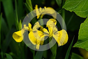 Close up of delicate wild yellow iris flowers in full bloom, in a garden in a sunny summer day, beautiful outdoor floral backgroun