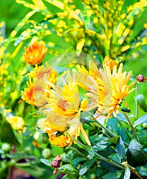 Close up of delicate yellow daisy flowers