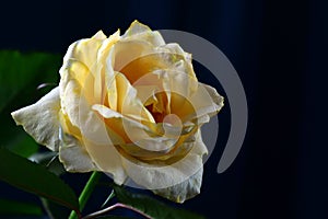 Close up of a delicate yellow rose on a dark background. Shallow depth of field.