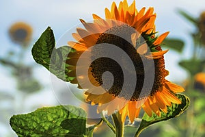 Close up of a delightfully deformed Sunflower