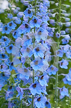 Close up of a delphinium elatum flower in bloom.