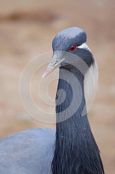 Demoiselle Crane