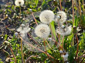 Close up of Dendalion flower on meadow