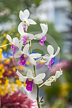 Close up dendrobium orchid in garden