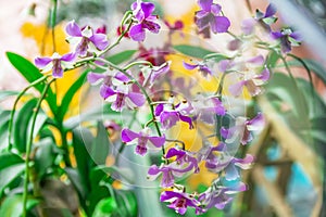 Close up dendrobium orchid in garden