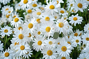 A close up of a dense cluster of white daisy flowers, symbolizing simplicity and innocence. Ideal for springtime