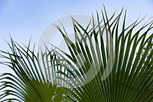 close-up dense leaves tropical leaf African Sabal fan palm tree swaying in wind, background deciduous palm tree on blue sky,