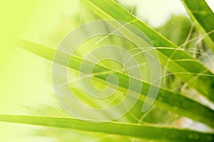 close-up dense leaves tropical leaf African Sabal fan palm tree, transcendence infinity tropical background, banner for travel