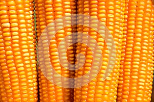 Close up dent corn (Zea mays indentata) photo