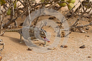 Close up of a desert chameleon