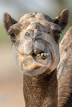 Close-up of a desert dromedary camel facial expression with its mouth and teeth showing in the Middle East in the United Arab