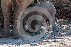 A Desert Elephant and her feeding calf in Namibia