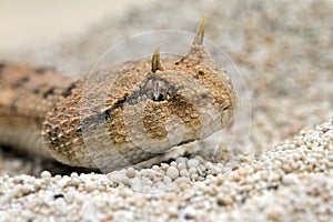 Close up The desert horned viper