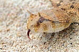 Close up The desert horned viper