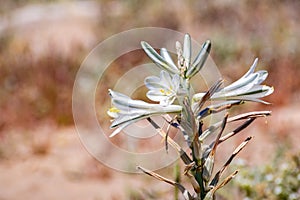 Close up of Desert Lily Hesperocallis undulata blooming in Anza Borrego Desert State Park, south California