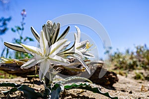 Close up of Desert Lily Hesperocallis undulata blooming in Anza Borrego Desert State Park, south California