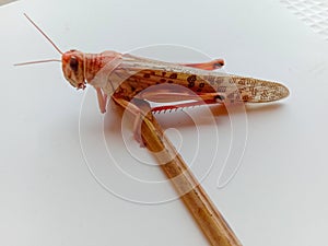 Close up of Desert Locust.Desert locust on White Background.Food Insect.With Selective Focus on Subject.