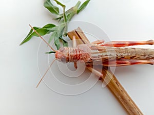 Close up of Desert Locust.Desert locust on White Background.Food Insect.With Selective Focus on Subject.