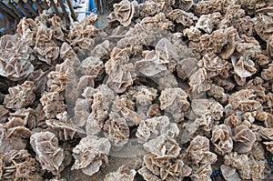 A close up of desert roses